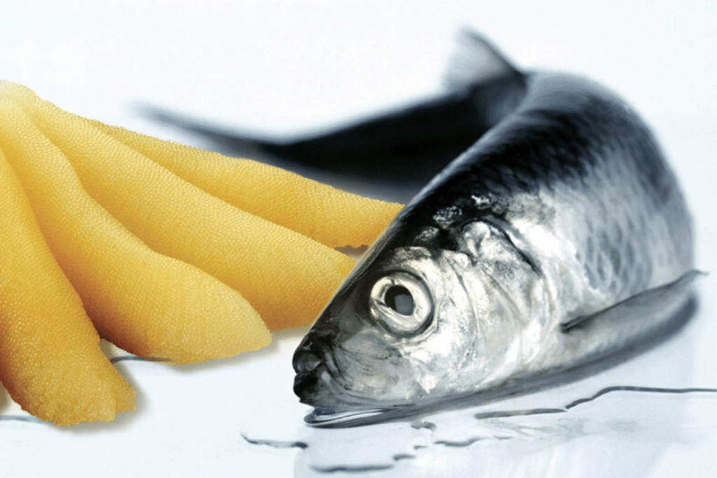 Herring fish and herring roe