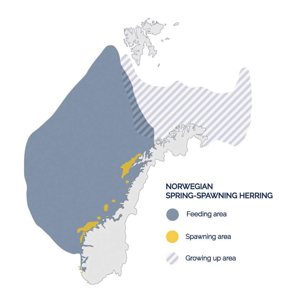 Herring spawning map